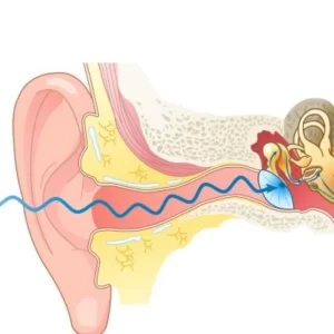 A diagram of a sound wave traveling from the outer to the inner ear. 