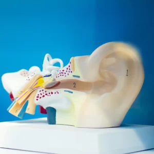 A 3-D model of the outer, middle, and inner ear sits on a table