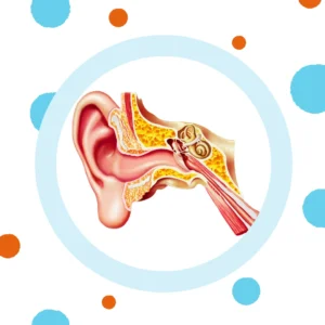 A diagram of the outer, middle and inner ear.