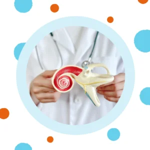 An audiologist holds a 3-D model of the ear. 