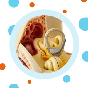 A 3-D diagram of the ear sits on a beige background. 