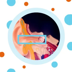 A box surrounds the ear canal on a diagram of the ear. 