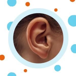 A small ear is shown. 