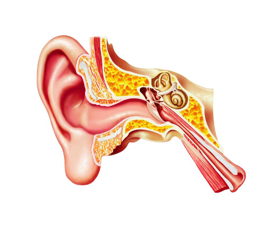 An outer, middle, and inner ear diagram. 