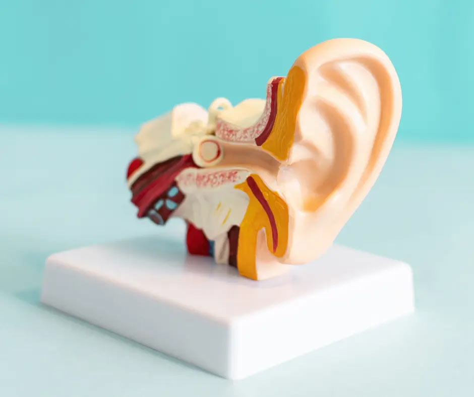 A 3-D model of the inner, middle, and outer ear. 